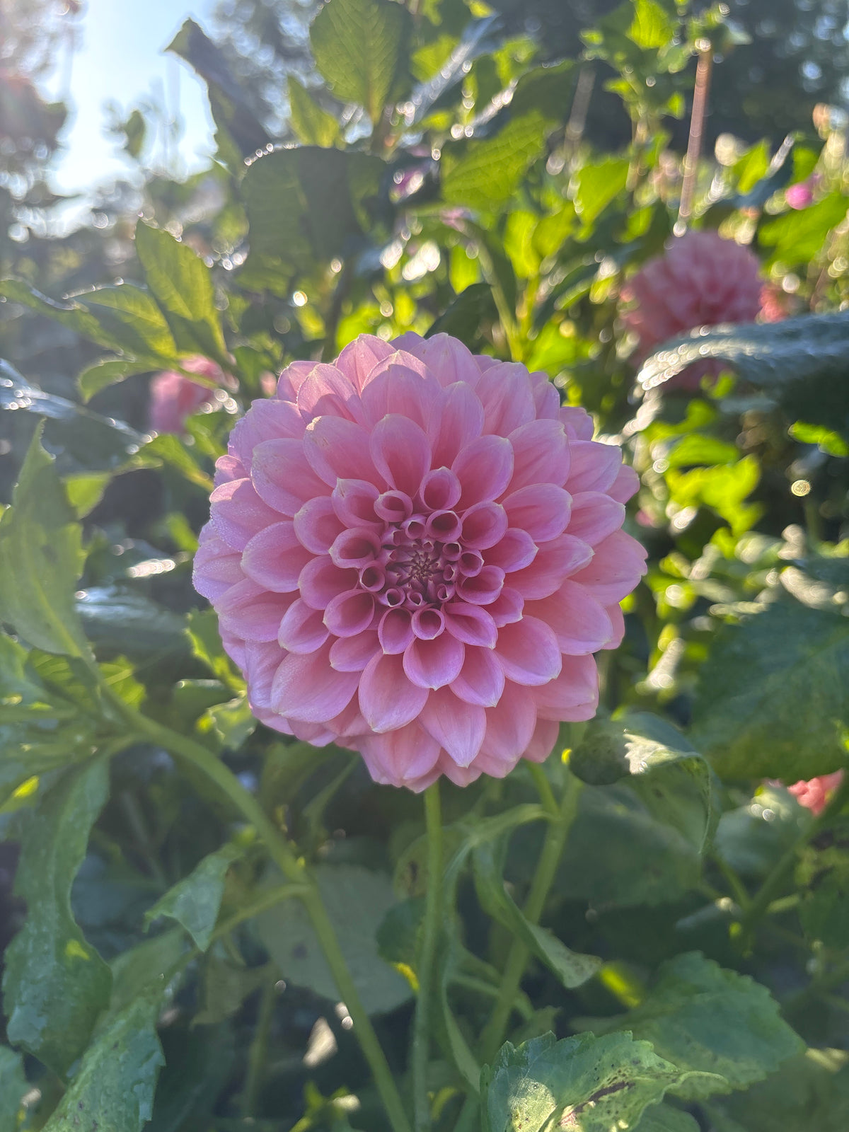 Lee's Mauve Guava
