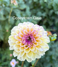 CSY Gale