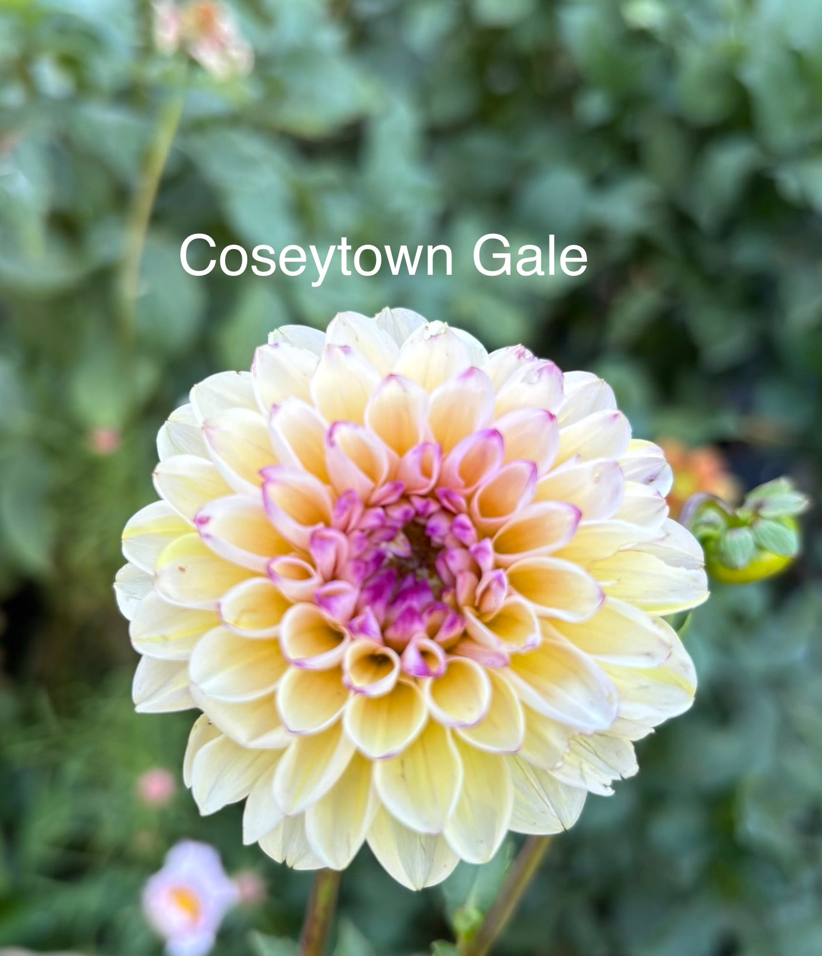 CSY Gale