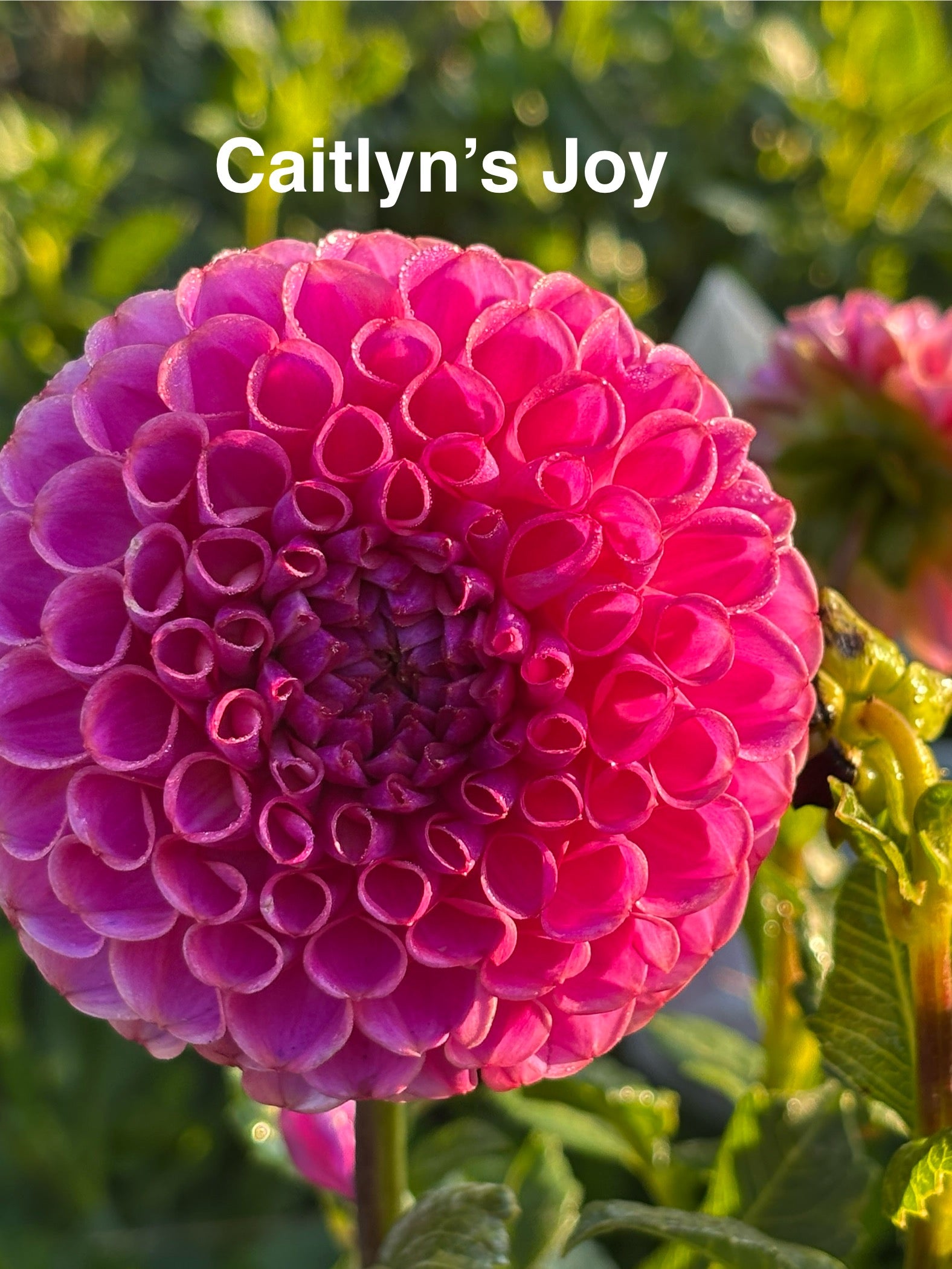Caitlin’s Joy
