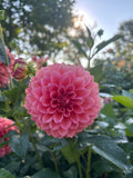 RM Pink Sugar