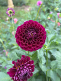 Irish Blackberry
