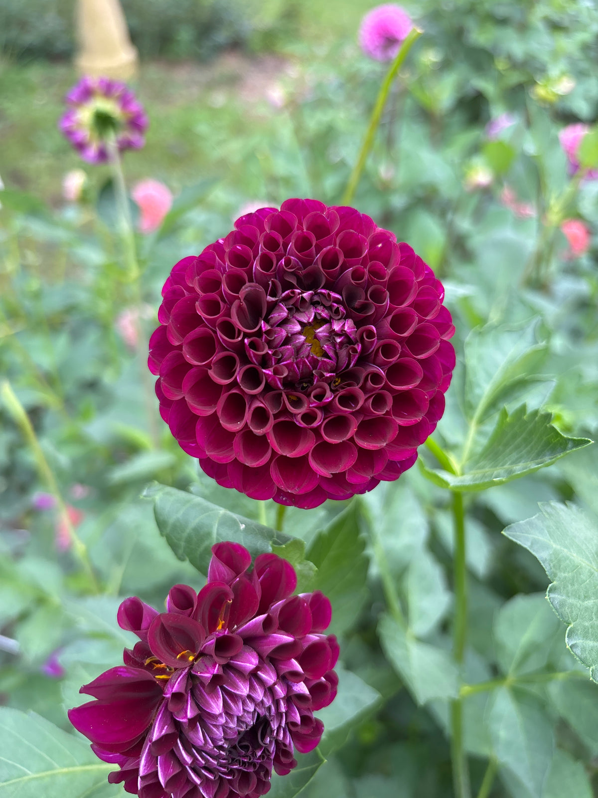 Irish Blackberry
