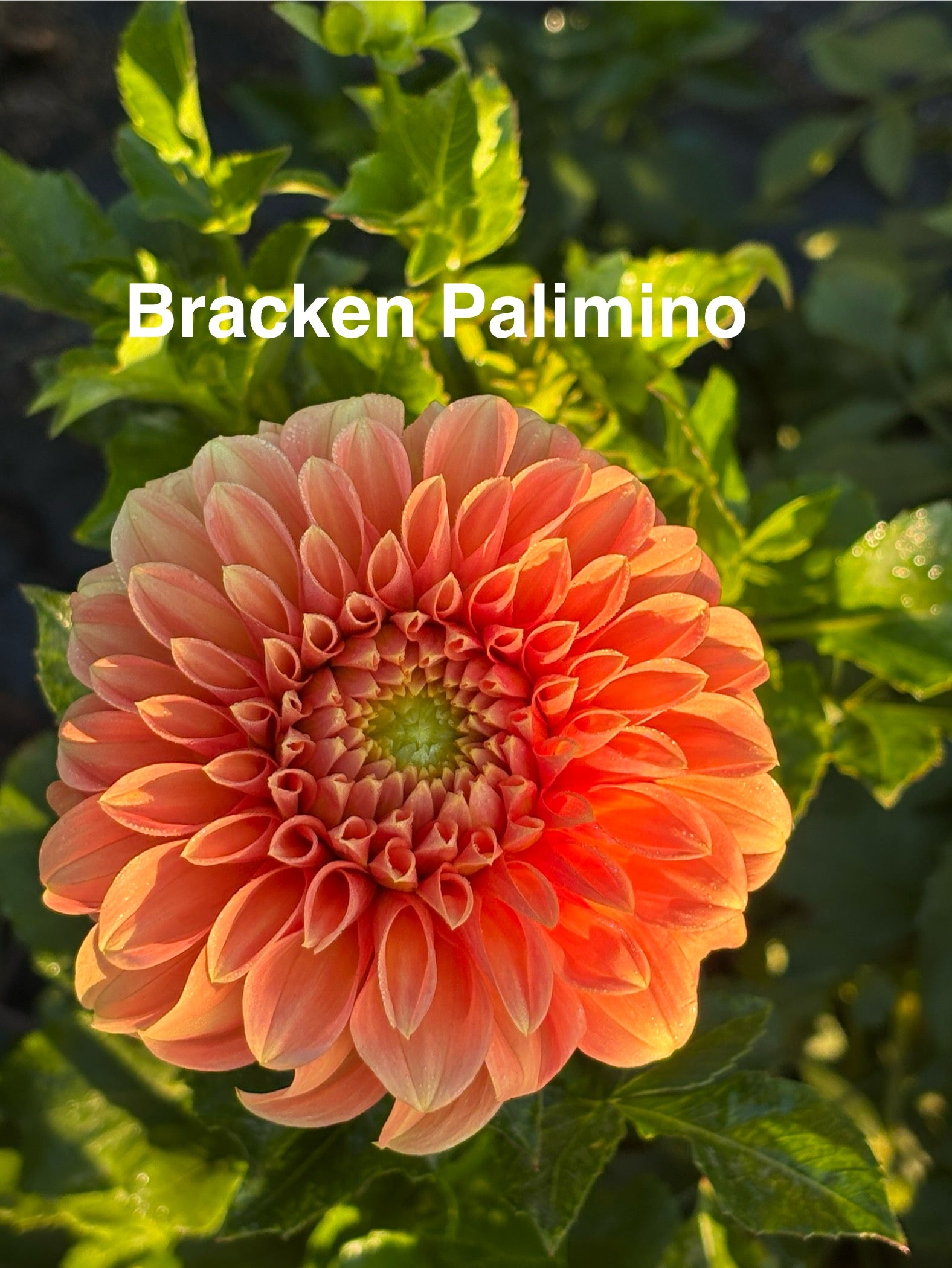 Bracken Palimino