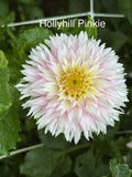 Hollyhill Pinkie