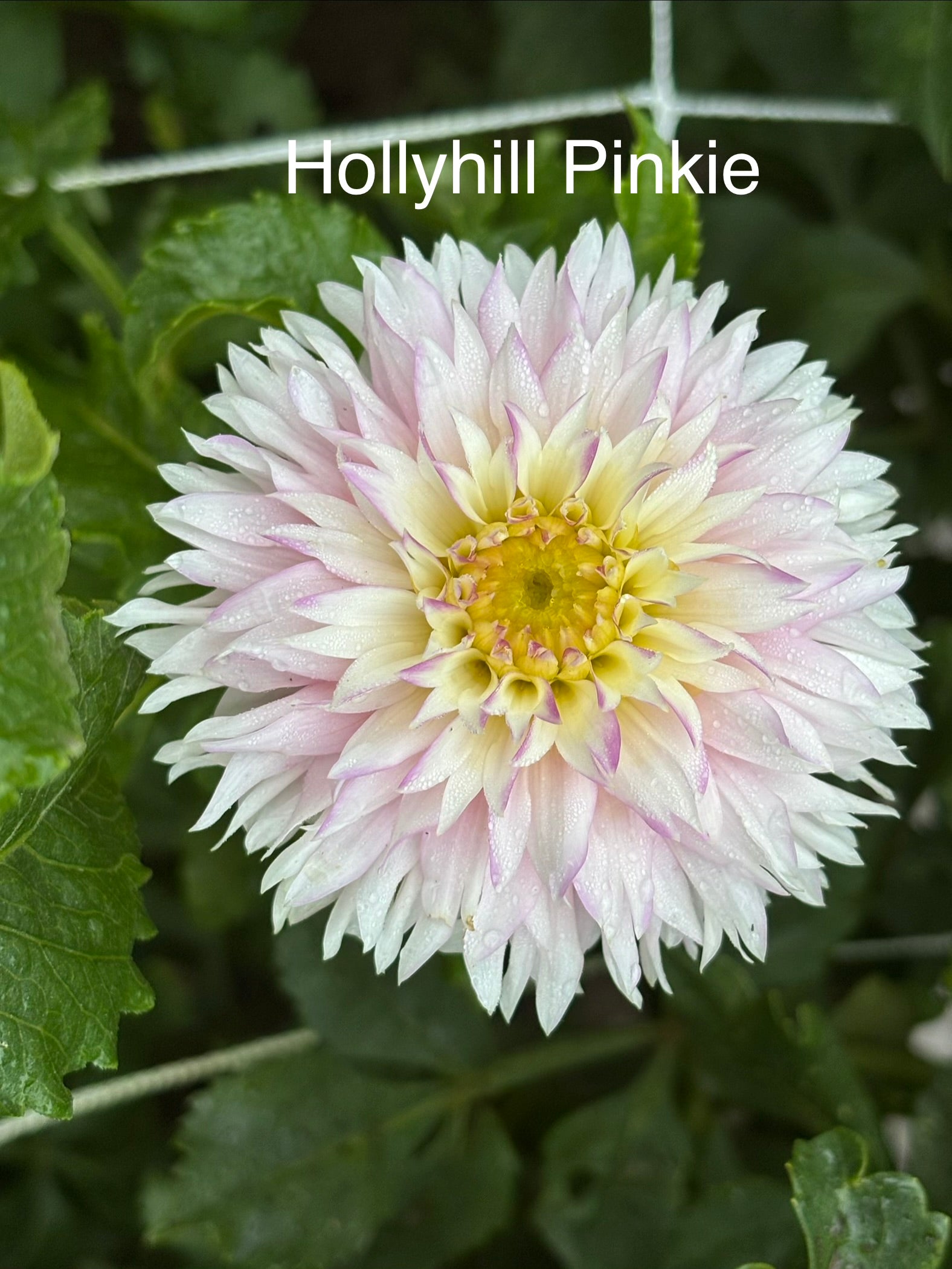 Hollyhill Pinkie