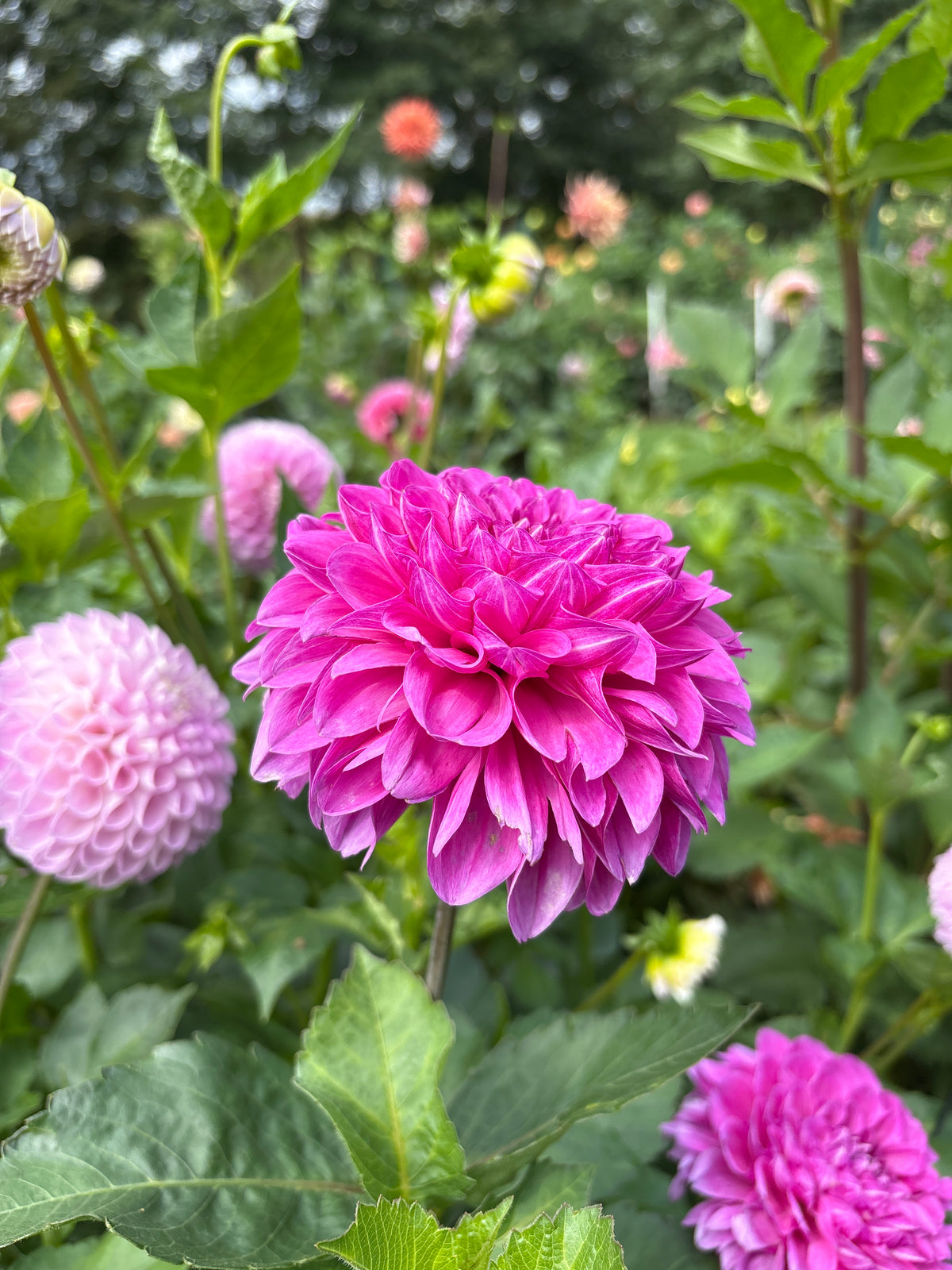 BJ Dusty Rose