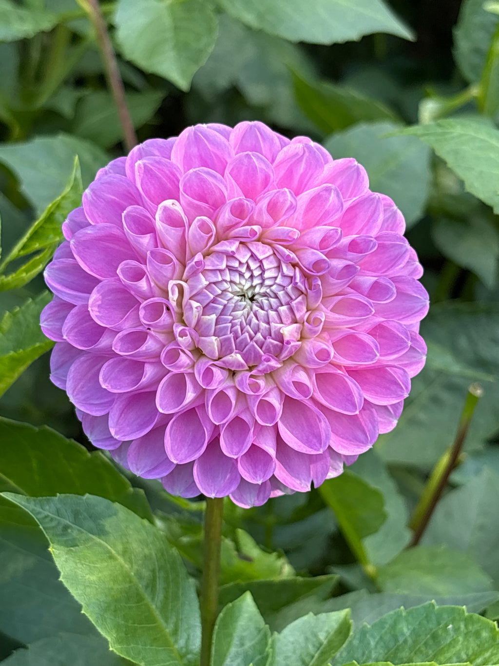 20th Ave Purple Prince