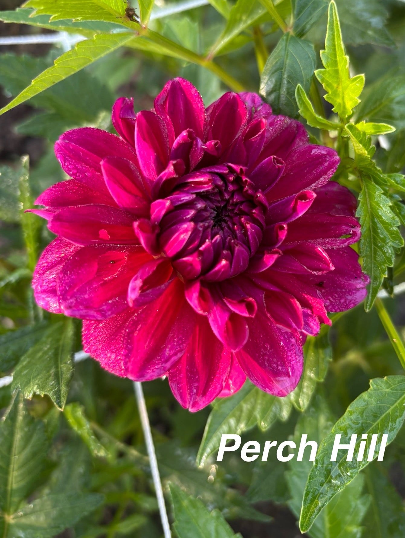Perch Hill