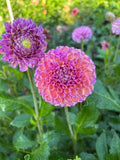 Hapet Coppery