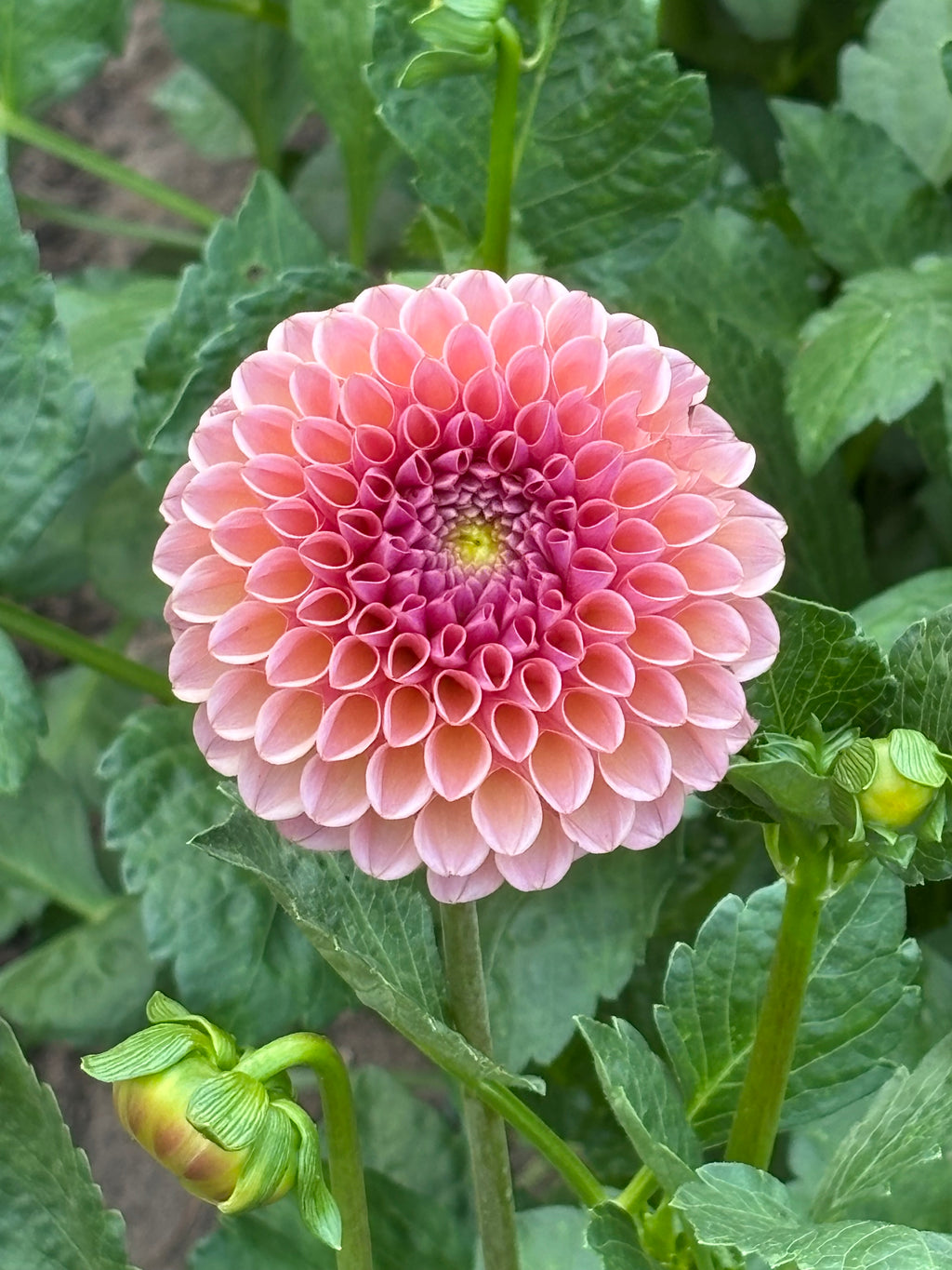 KA Boho Rose                       ( 2026 Intro)