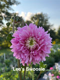 Lee's Swoosie