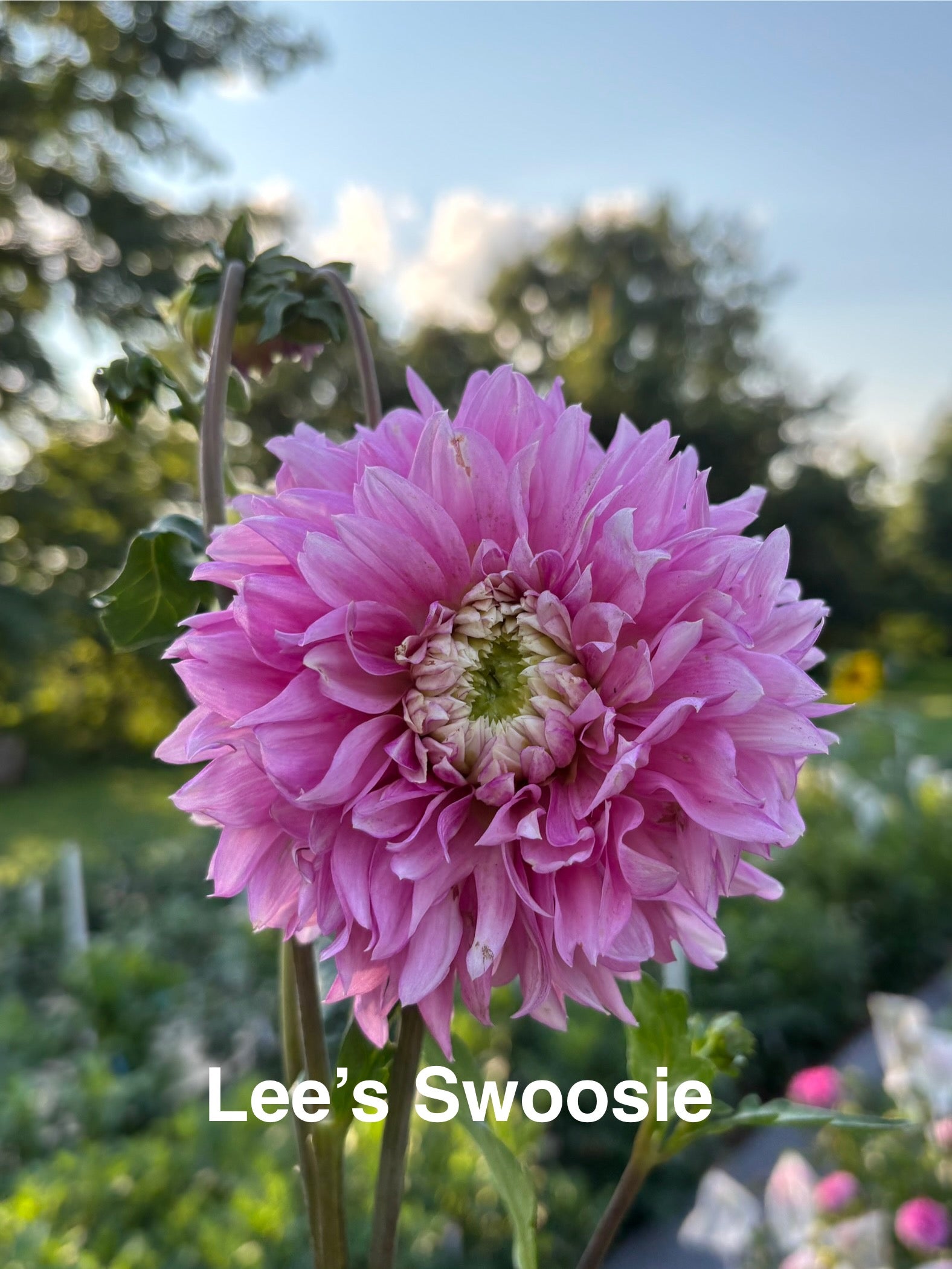Lee's Swoosie