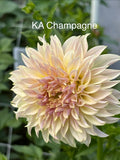 KA Champagne