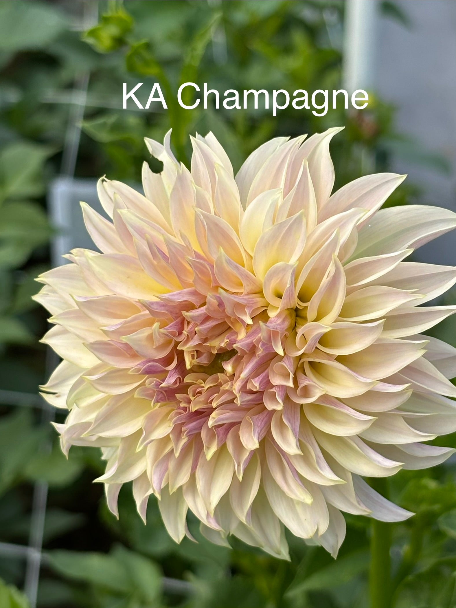 KA Champagne