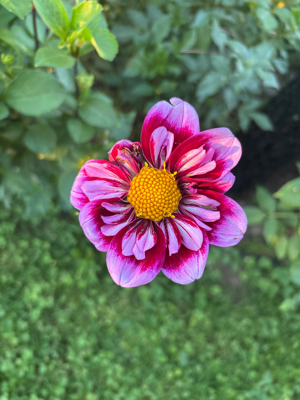 Purple Wow