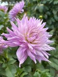 AC Lavendar