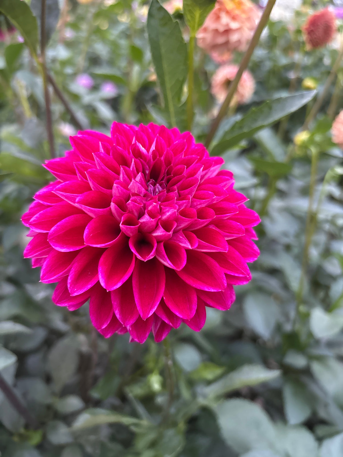 Lee's Black Raspberry                        ( 2026 Intro)