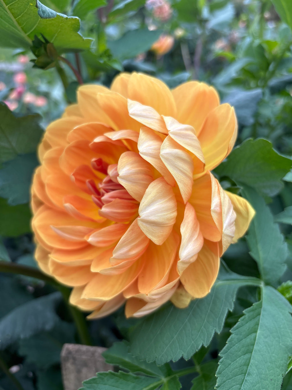 Hollyhill Honey Gold