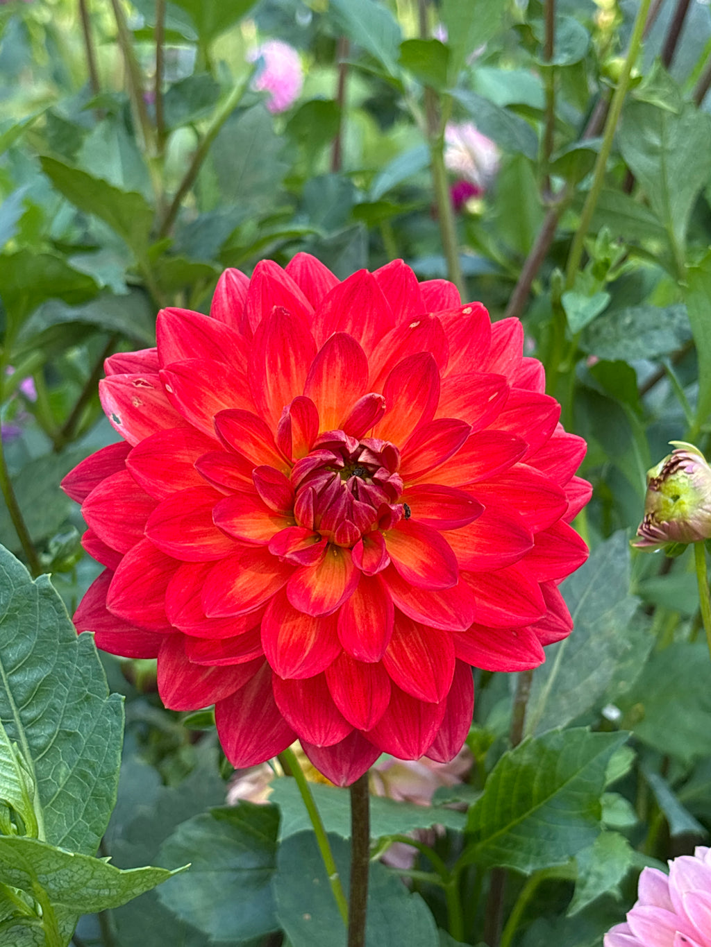 Taratahi Ruby