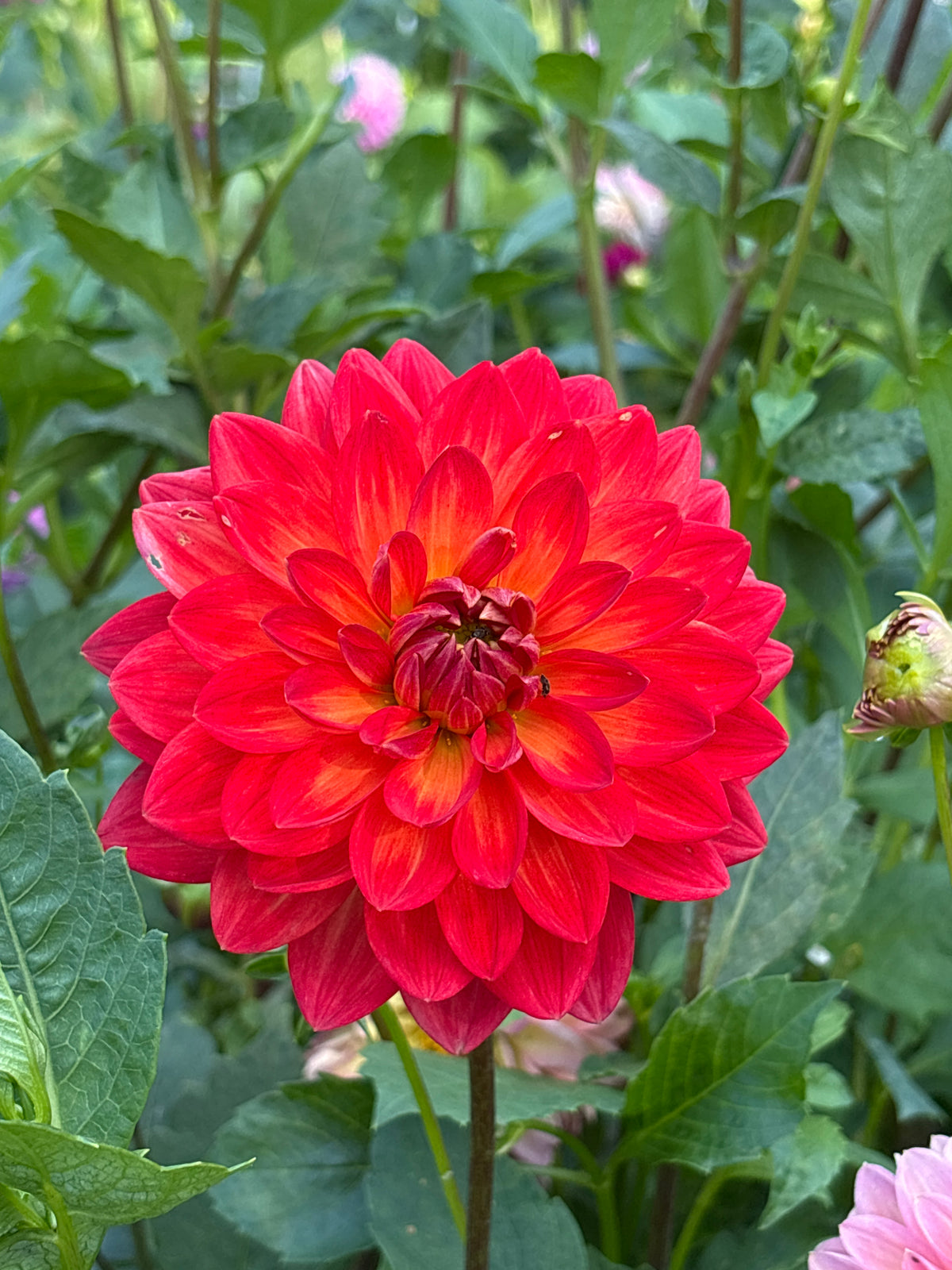 Taratahi Ruby