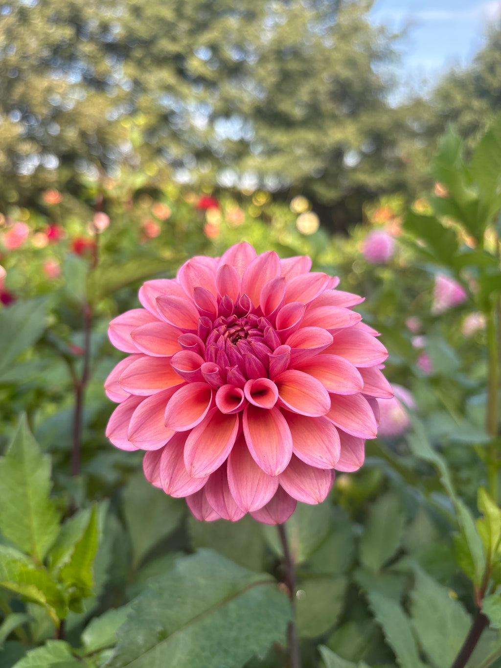 Coseytown Avonlea