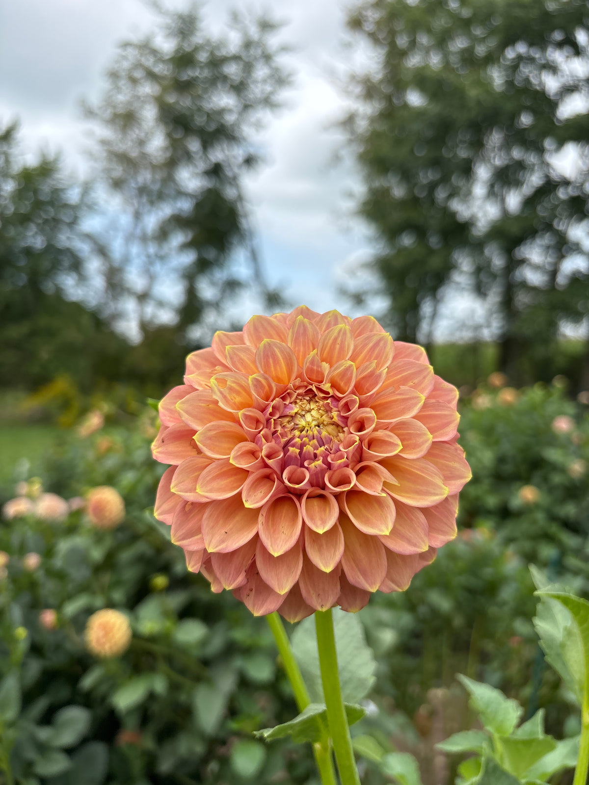Peachy Parade