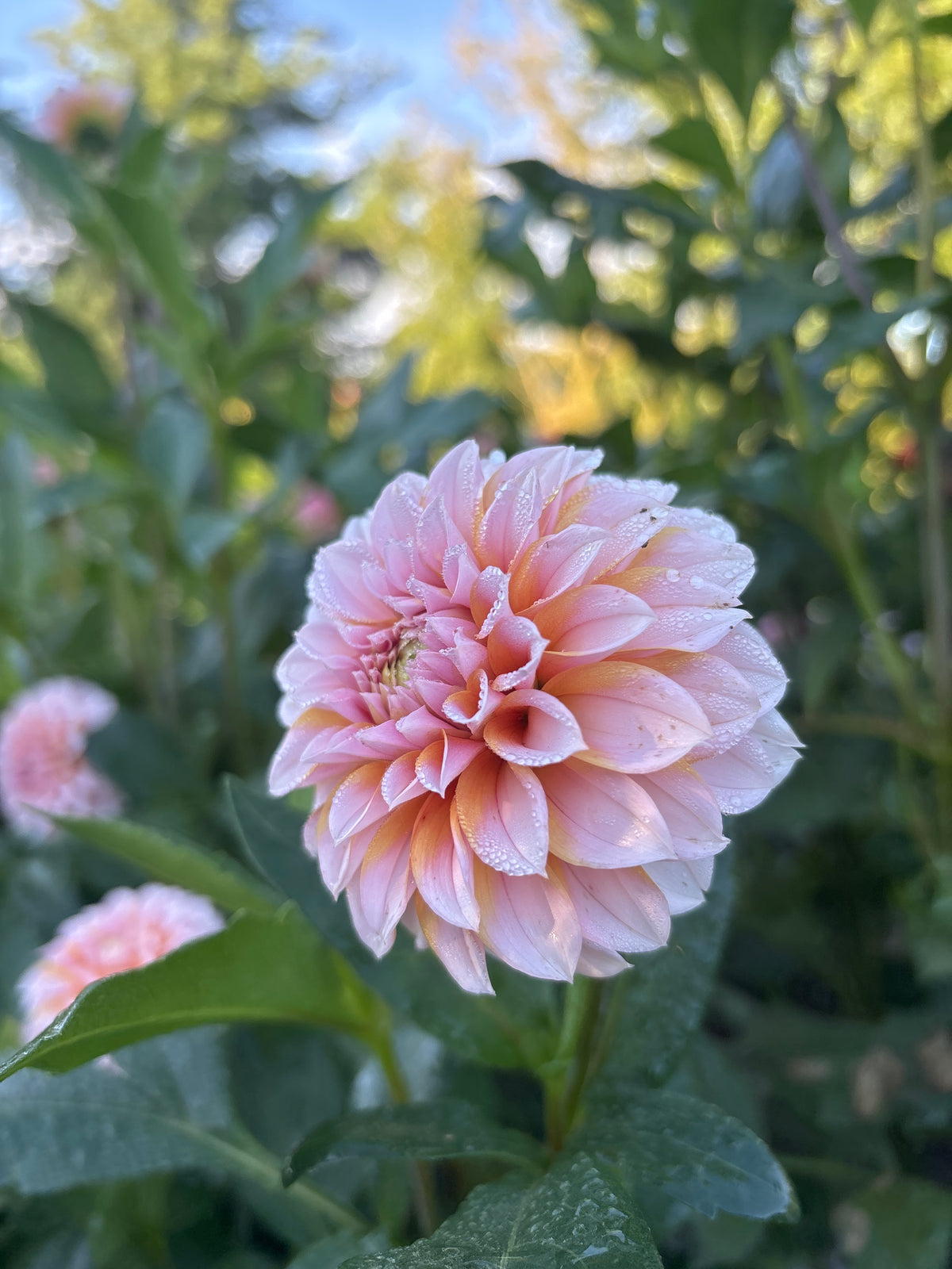 Lee's Evelyn