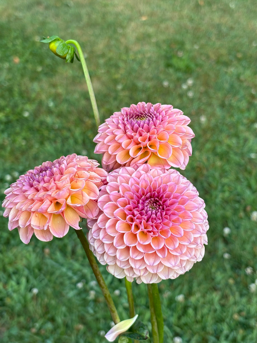 KA Boho Rose                       ( 2026 Intro)