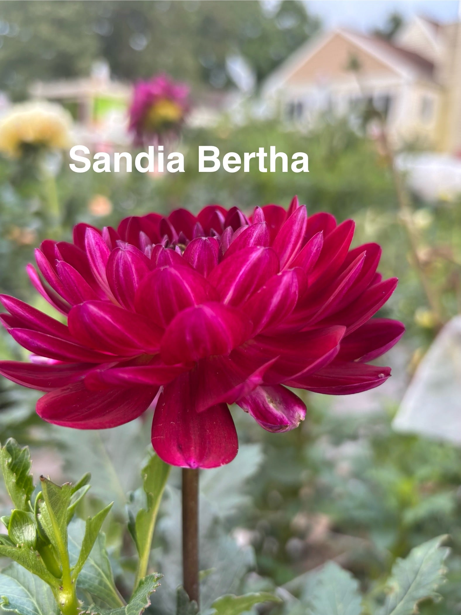 Sandia Bertha