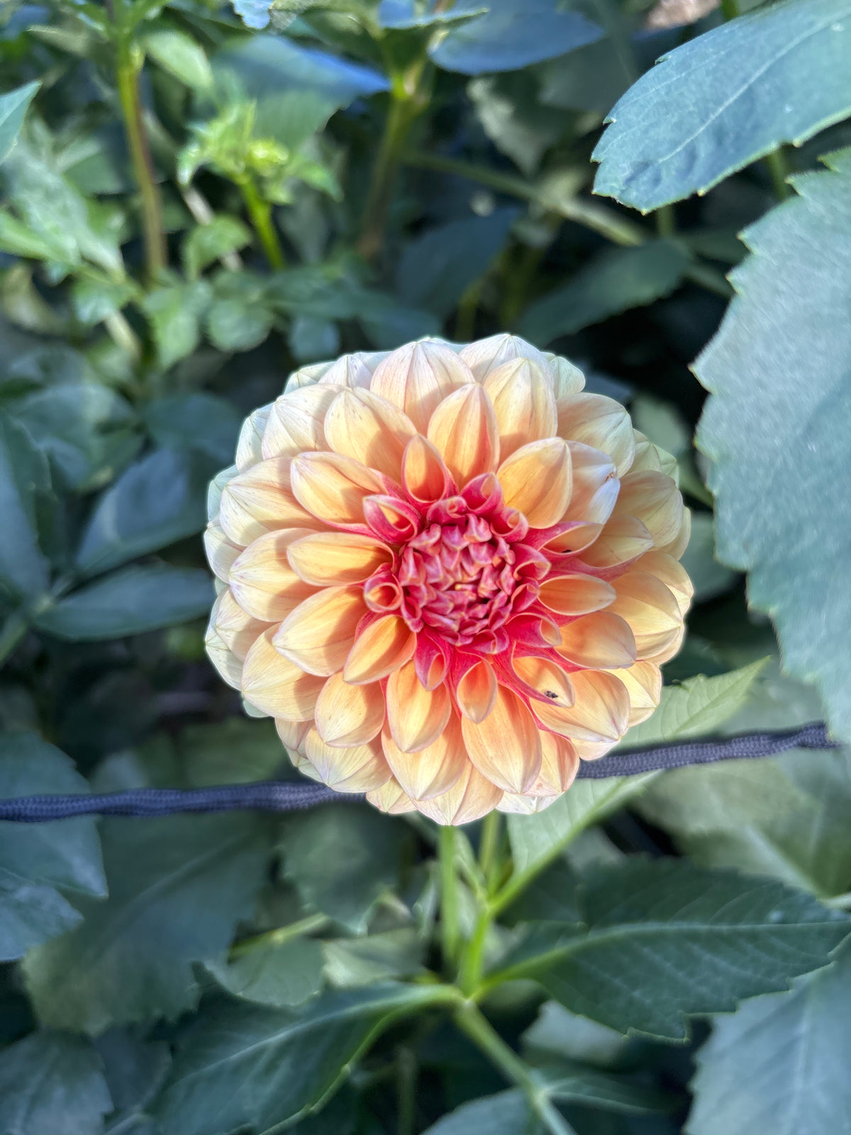 Lee's Golden Raspberry