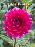 Hollyhill Pandora