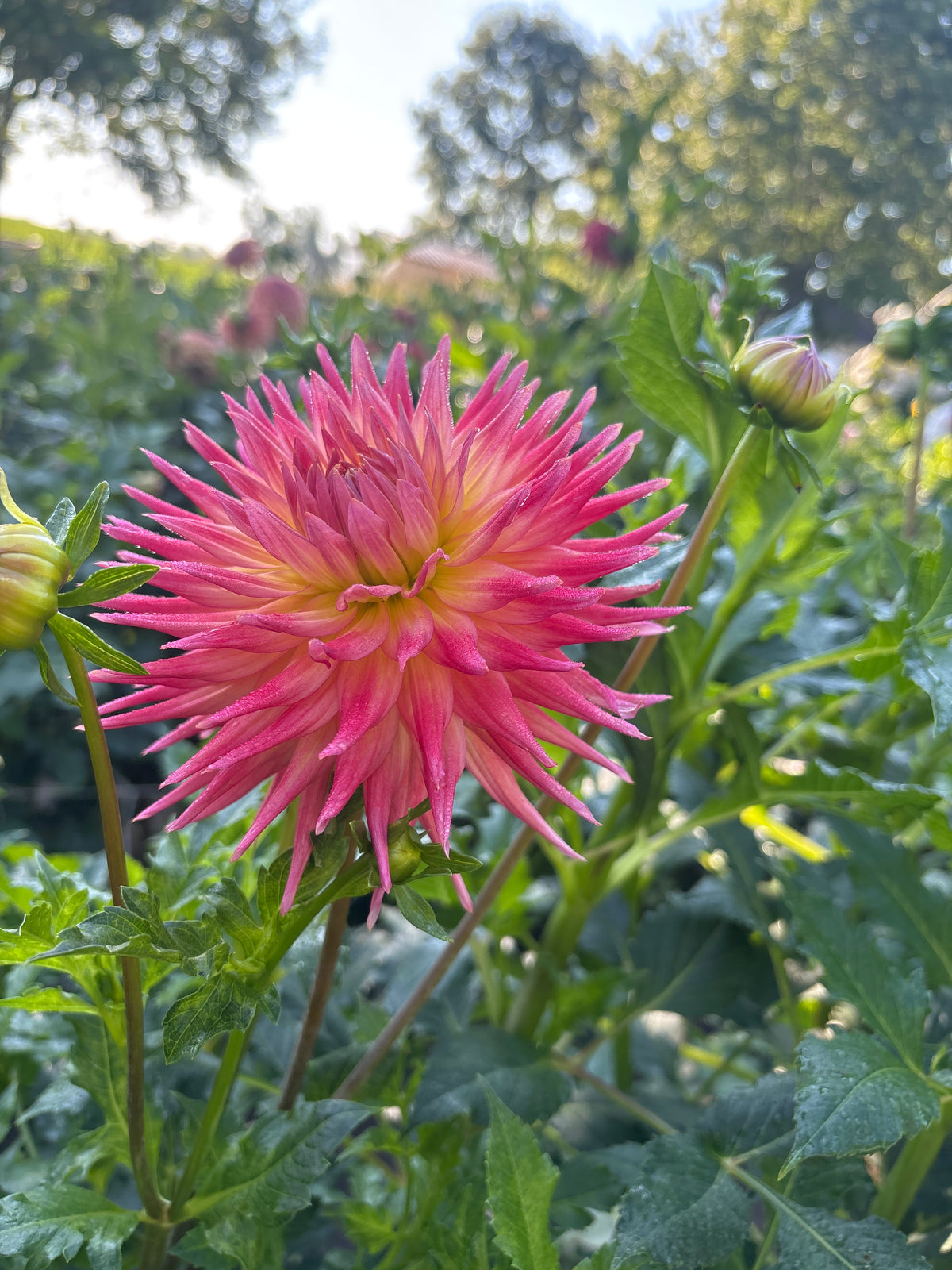 Country Superstar
