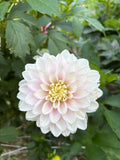Dapex Pink Delight