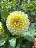 Winholme Diane