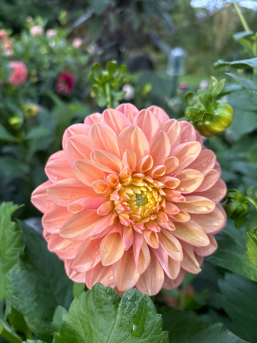 Florelie Kindness