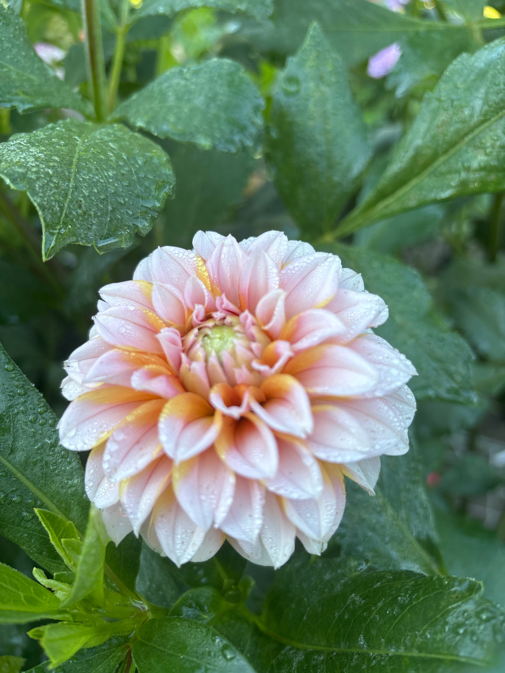 Lee's Evelyn