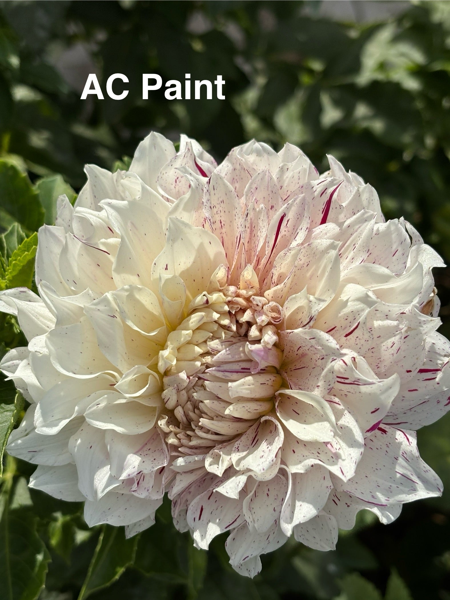 AC Paint