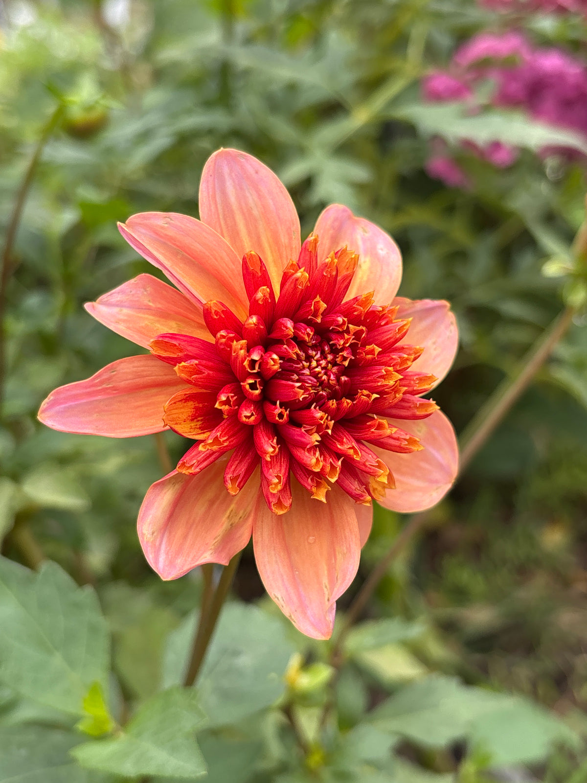 Totally Tangerine