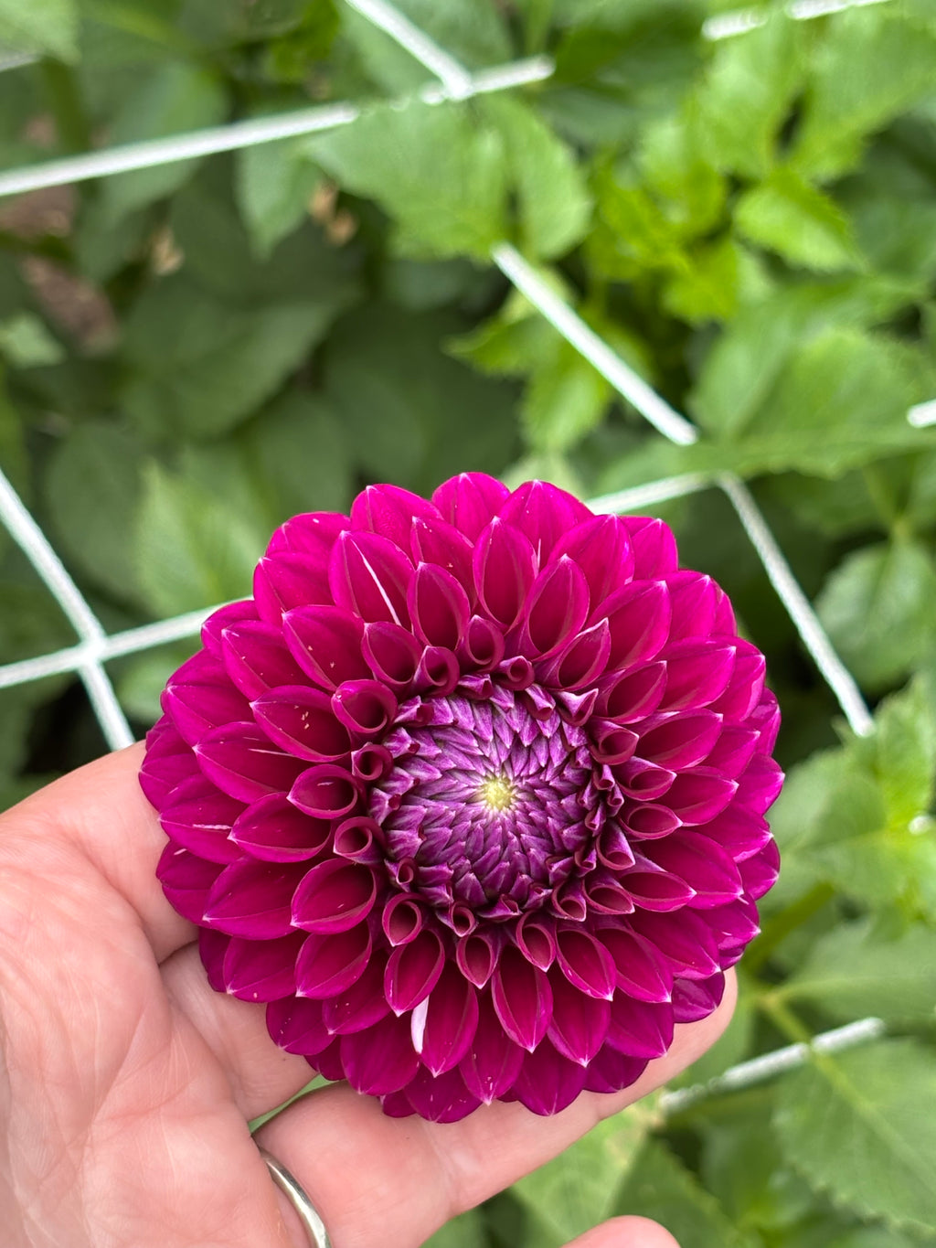 Salish Tiny Giant